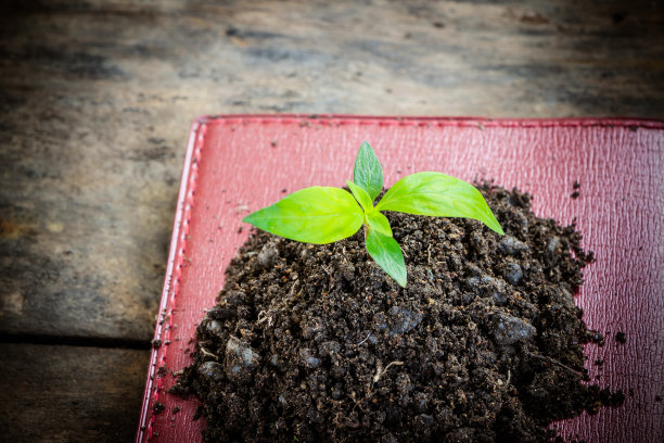 书中的树图片下载