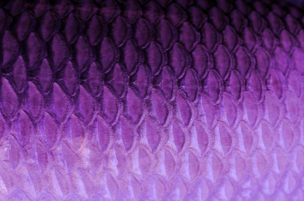 鱼鳞的质地图片下载