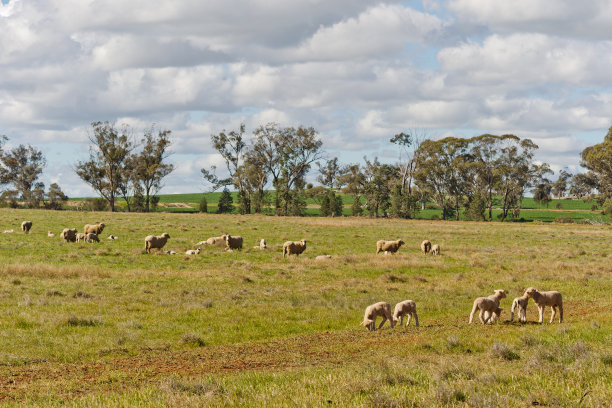哺乳动物图片下载
