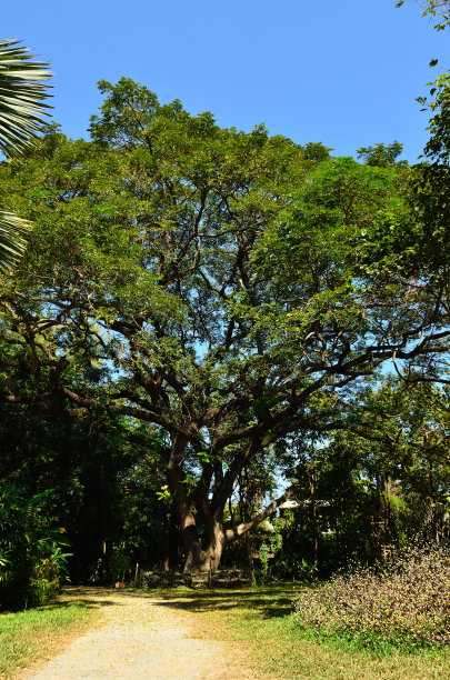 森林里的一棵大树图片下载