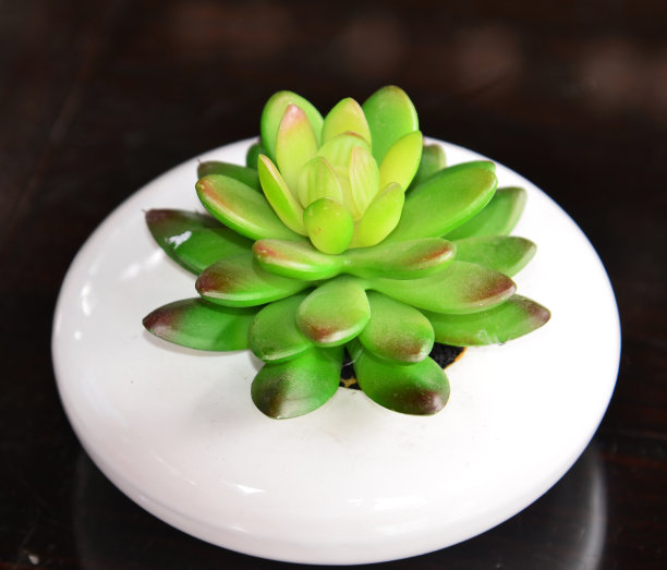 仙人掌的植物图片下载