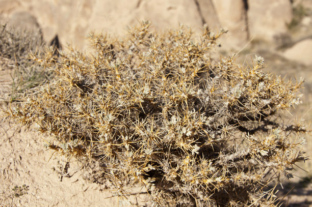 普里克利图片下载