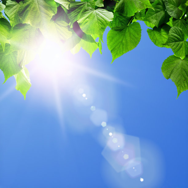 森林树木叶子。图片下载