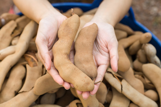女人手里拿着罗望子图片下载
