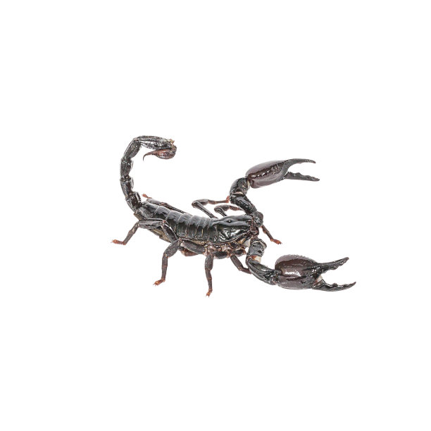 白色背景上的蝎子图片下载