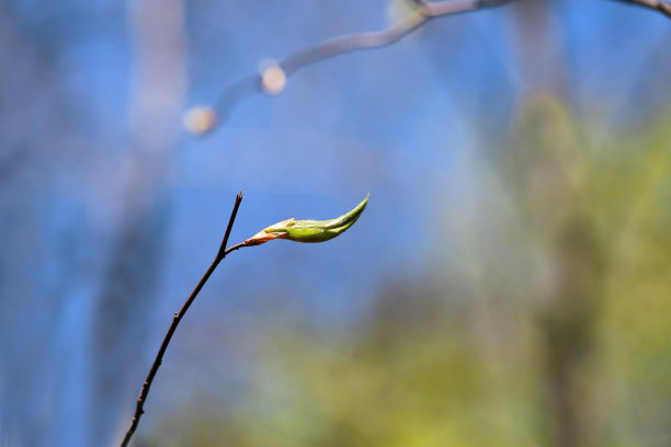 年轻的绿芽图片下载