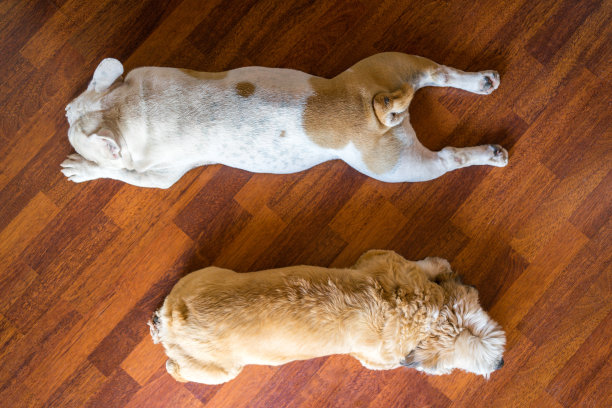 两条狗并排睡觉图片下载