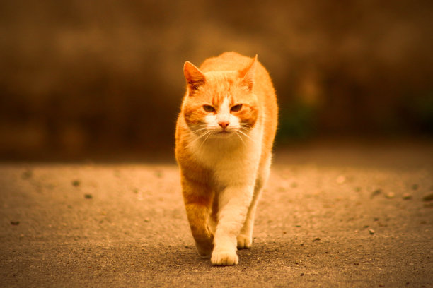 可爱的橙色猫走在街上图片下载