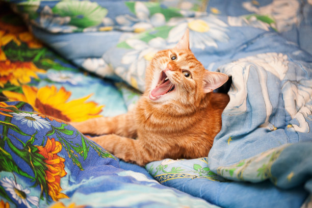 在床上打哈欠的猫图片下载