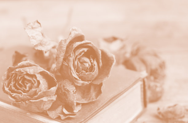 旧书上的干玫瑰图片下载