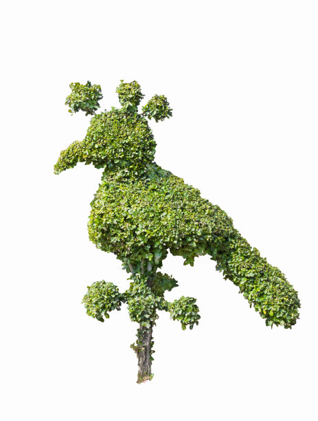 绿矮星的鸟孤立在白色的背景图片下载