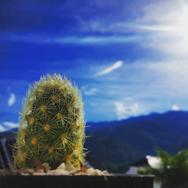 闪亮的仙人掌图片下载