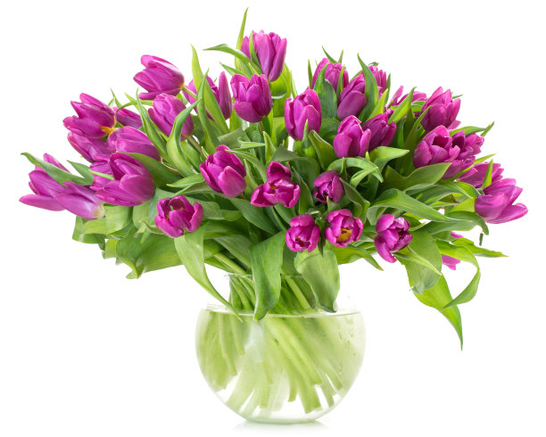 郁金香图片下载