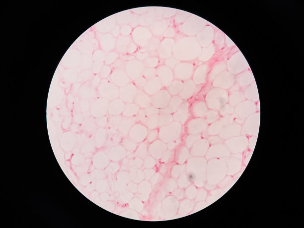 显微镜下观察人体脂肪组织图片下载