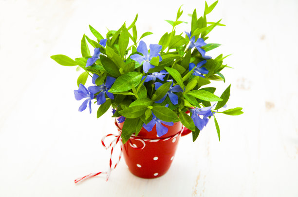 小长春花图片下载