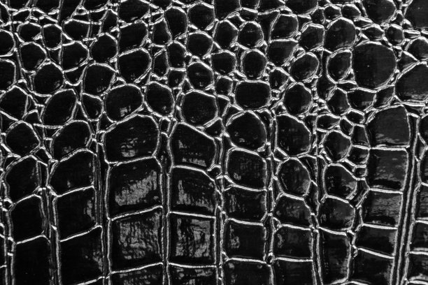 鳄鱼皮图片下载