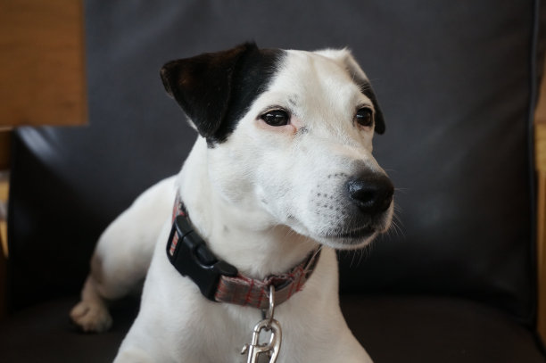 杰克罗素坐在椅子上的狗图片下载