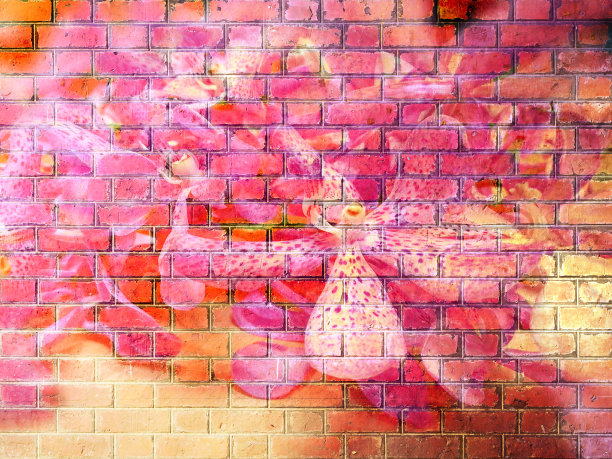 红砖墙上的兰花花纹理图片下载