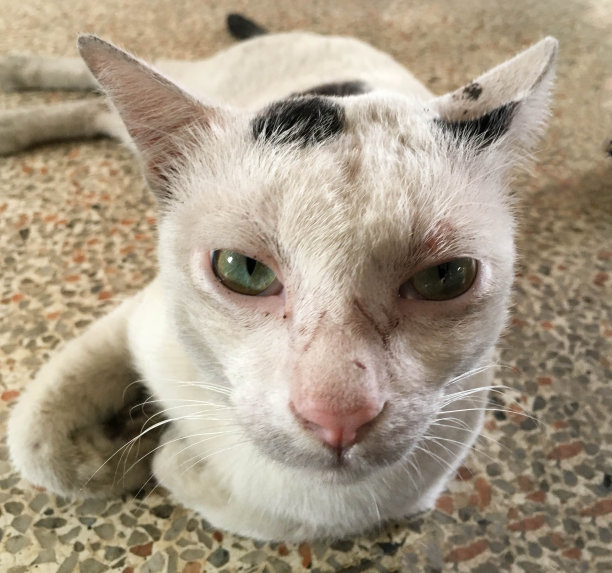 愤怒的猫图片下载