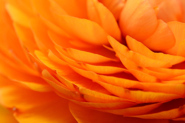 橙色毛茛属植物花瓣图片下载