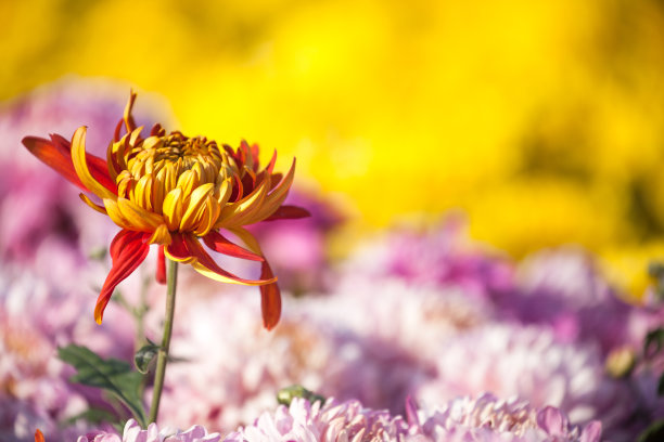 菊花的背景。图片下载