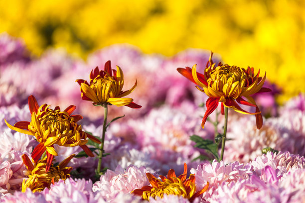 菊花的背景。图片下载