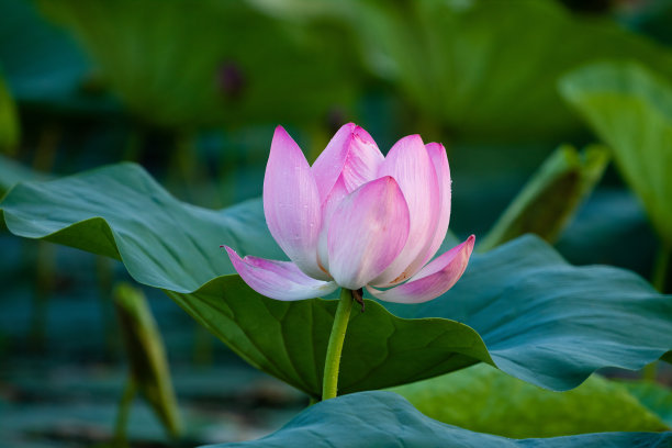 粉红色的莲花图片下载