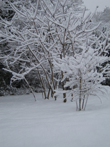 冬天的树。图片下载