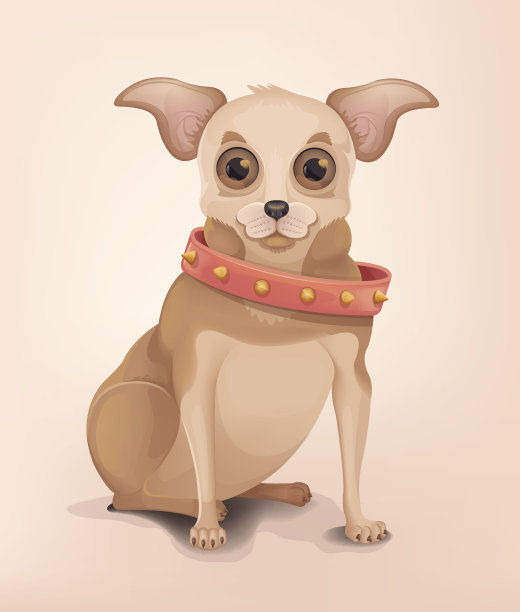 可爱的胖吉娃娃狗的性格图片下载