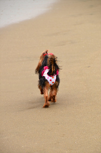 可爱的约克夏梗犬图片下载