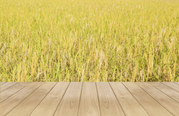 木制的稻田图片下载