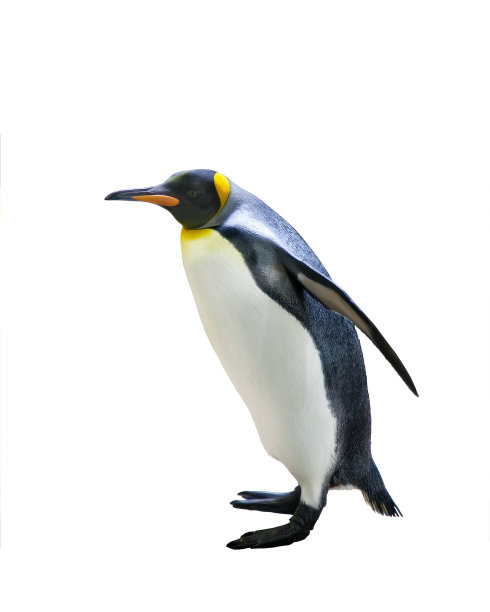 帝企鹅图片下载