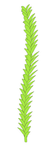 水生植物图片下载