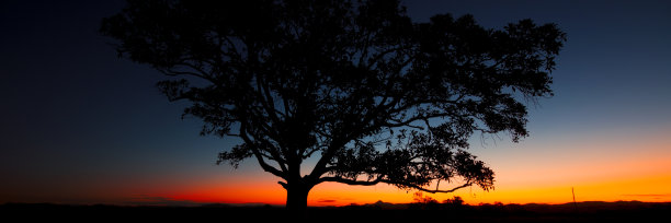 黄昏时一棵树剪影的全景图。图片下载