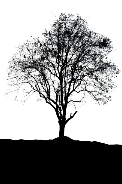 白色背景上的树的轮廓。图片下载