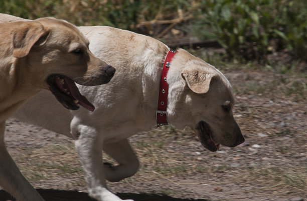 拉布拉多步行图片下载