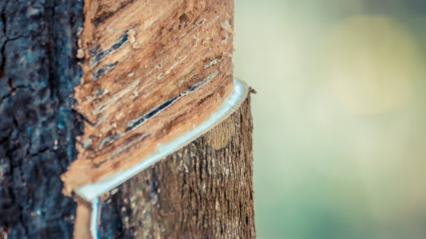 橡胶树用天然的乳白色橡胶滴到橡胶树盆或盆上图片下载