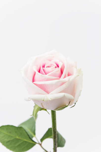 白玫瑰和粉玫瑰图片下载