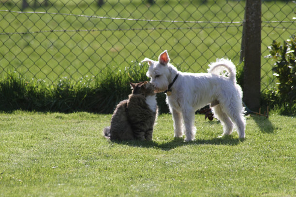 狗和猫接吻图片下载