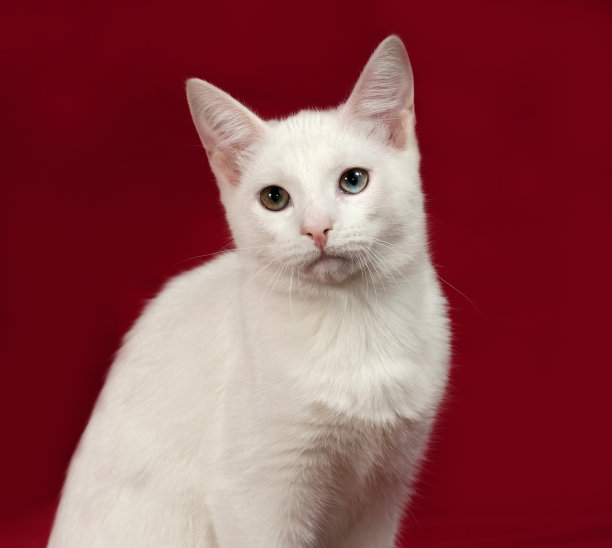 红眼睛上有不同颜色的白猫图片下载