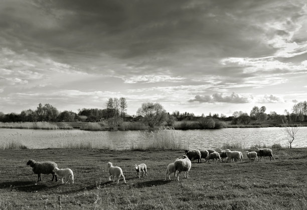 群绵羊图片下载