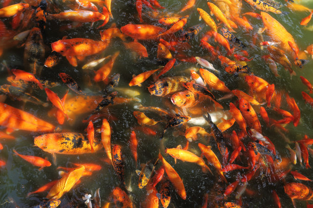 美丽的锦鲤喂鱼图片下载