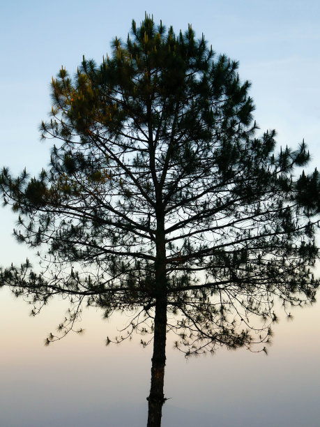 松树图片下载