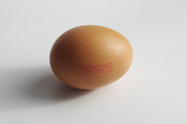 母鸡下的蛋图片下载