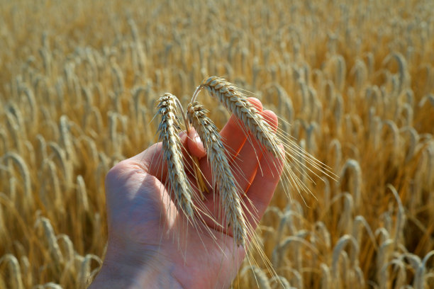 农民拿着粮食图片下载