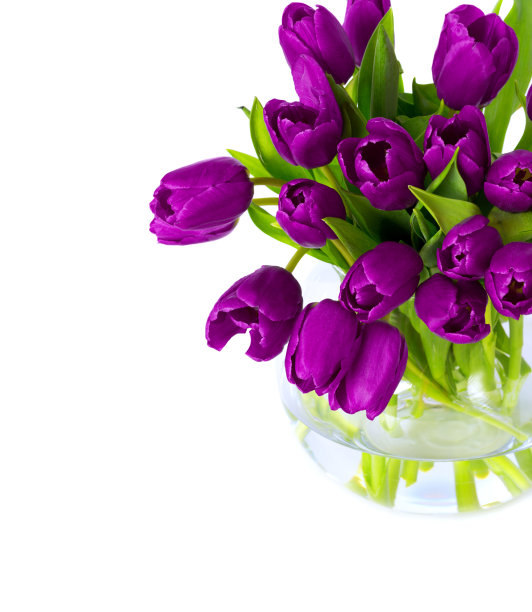 一束紫色的彩色郁金香图片下载