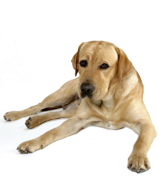 拉布拉多寻回犬图片下载