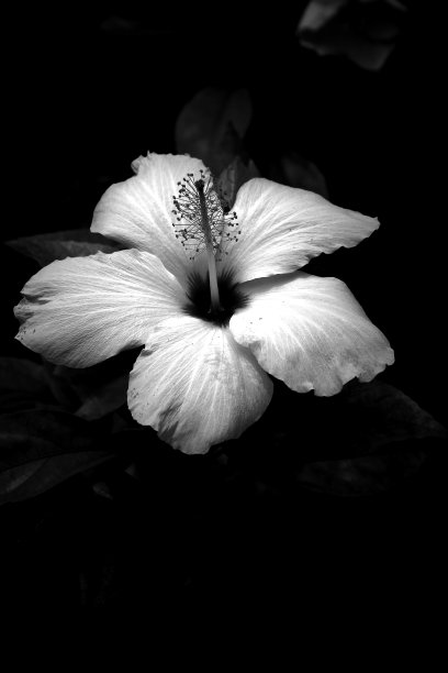 黑暗中的白花图片下载