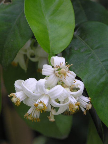 盛开的柚子树图片下载