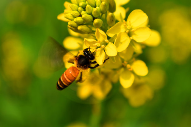 蜜蜂图片下载